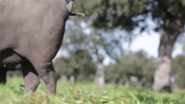 Rebanho Ibérico Suínos Que Pastoreia Num Prado Verde Numa Exploração — Vídeo de Stock