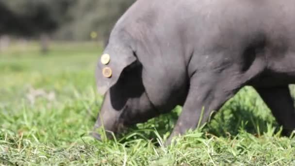 Iberské Prase Stádo Pastvy Zelené Louce Volném Výběhu Farmě Španělsku — Stock video