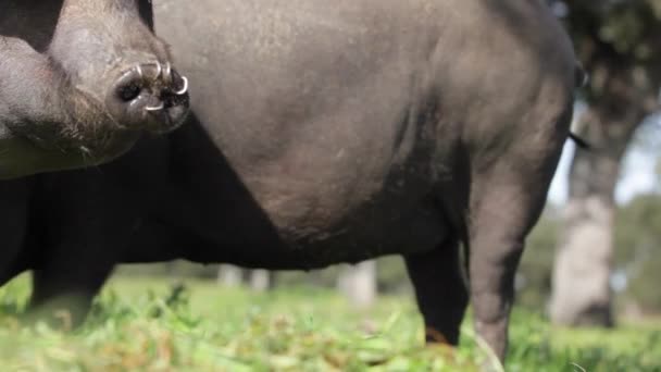 Iberian Pig Herd Pasturing Green Meadow Free Range Farm Spain — Stock Video