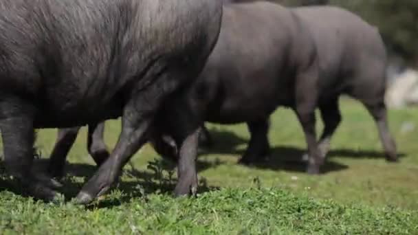 伊比利亚猪牧群放牧在一个绿色的草甸在一个自由范围的农场在西班牙 — 图库视频影像