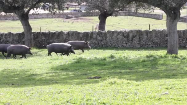 Manada Cerdos Ibéricos Pastando Prado Verde Una Granja Campo Libre — Vídeos de Stock