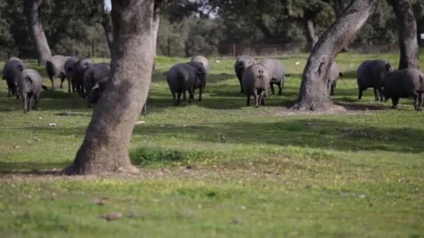 スペインの放し飼い農場で緑の牧草地で放牧イベリコ豚の群れ — ストック動画