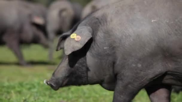 Manada Cerdos Ibéricos Pastando Prado Verde Una Granja Campo Libre — Vídeo de stock