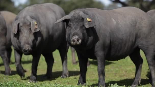 Manada Cerdos Ibéricos Pastando Prado Verde Una Granja Campo Libre — Vídeo de stock