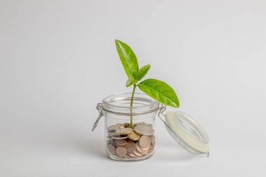 İçinde büyüyen, üzerinde beyaz izole yeşil bir bitki ile paralar bir cam kavanoz