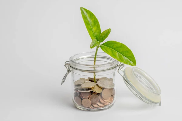 Coins in a glass jar with a green plant growing inside, isolated on white