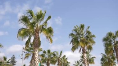 Palmiyeler ve hareket Rüzgar.