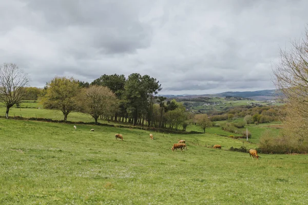 Mooie Groene Weide Bruine Koeien Die Erop Opdrijven — Stockfoto