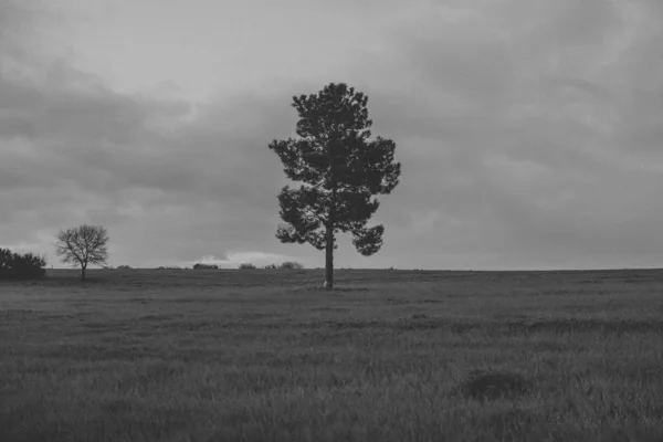 One tree in the middle of a meadow, black and white.