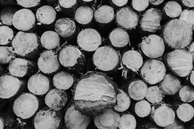 Ağaç gövde kazık kesme bölümü, siyah ve beyaz