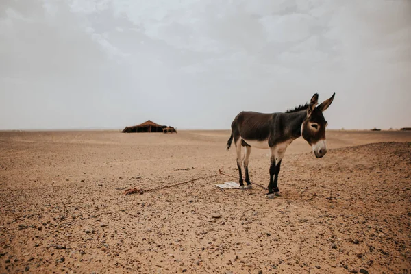 サハラ砂漠の真ん中にロバが立っていて 後ろには理髪師キャンプがある — ストック写真