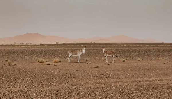 Dwa Osły Stojące Środku Pustyni Sahara Maroku — Zdjęcie stockowe