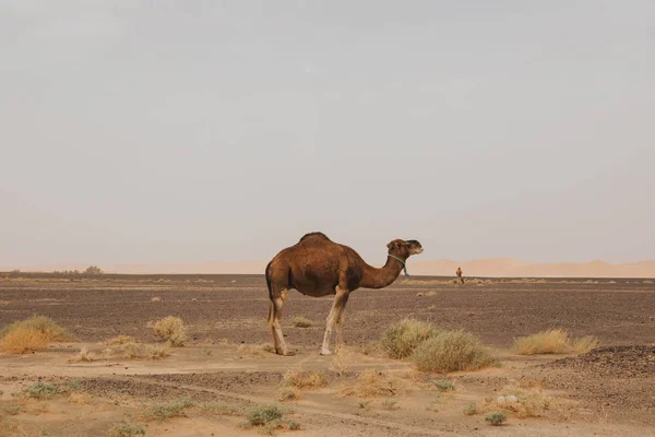 Piękny Wielbłądzi Dromedar Stojący Środku Pustyni Sahara — Zdjęcie stockowe