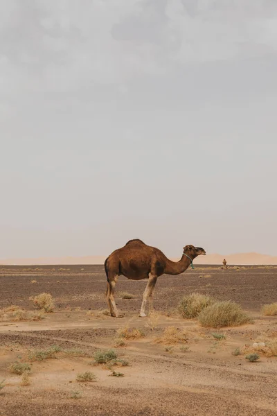 Beau Dromadaire Chameau Debout Milieu Désert Sahara — Photo