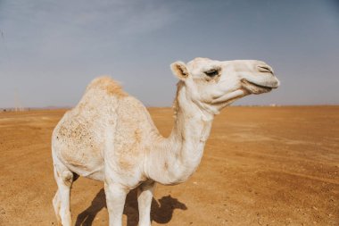 Güzel beyaz deve dromedary çölde. Mutlu yüz..