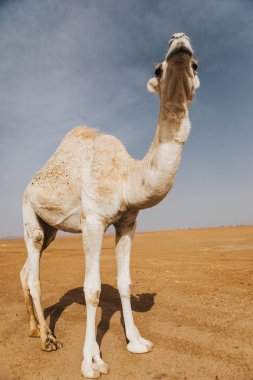 Güzel beyaz deve dromedary çölde.