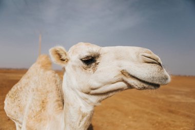 Güzel beyaz deve dromedary çölde. Kafanın görüntüsünü kapat.