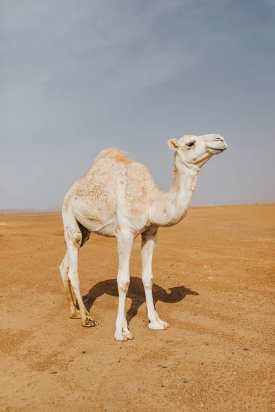 Bellissimo Dromedario Cammello Bianco Nel Deserto — Foto Stock