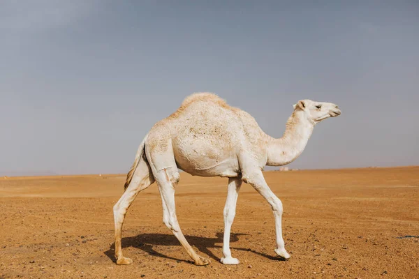 Bellissimo Dromedario Cammello Bianco Nel Deserto — Foto Stock