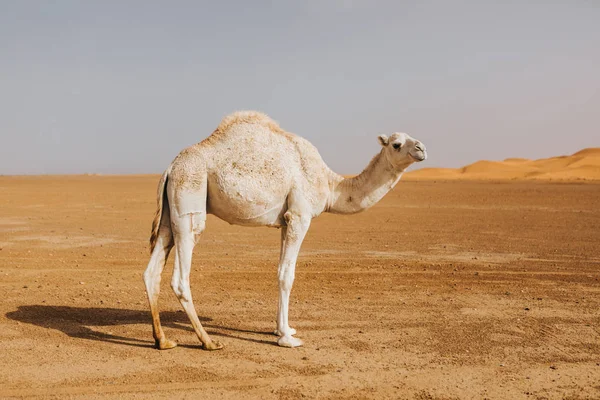 Piękny Biały Wielbłąd Dromedary Patrząc Bok Pustyni — Zdjęcie stockowe