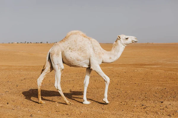 Hermoso Dromedario Camello Blanco Caminando Desierto — Foto de Stock