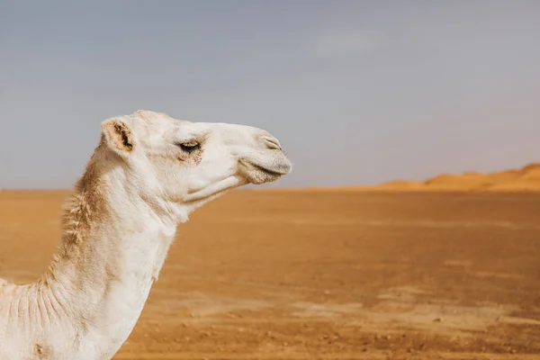 Hermoso Dromedario Camello Blanco Desierto Vista Cercana Del Perfil Cabeza — Foto de Stock
