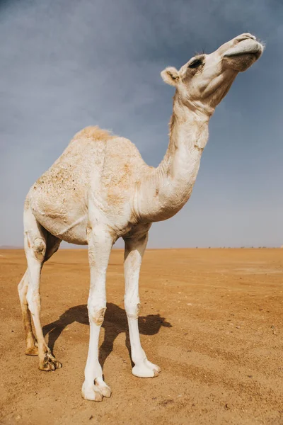 Hermoso Dromedario Camello Blanco Desierto — Foto de Stock