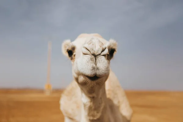 Bellissimo Dromedario Cammello Bianco Nel Deserto Vista Ravvicinata Della Testa — Foto Stock