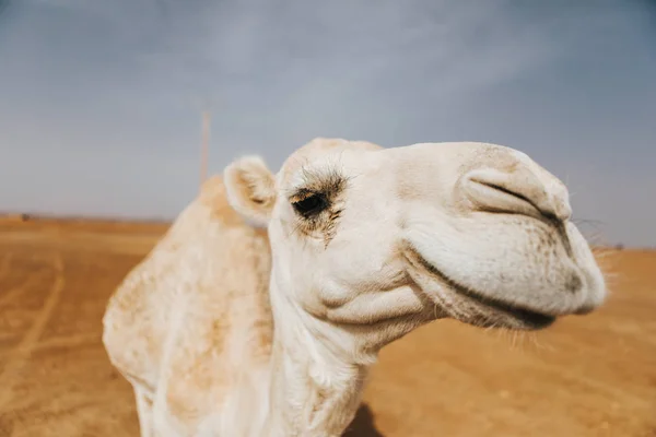 Schöne Weiße Kamel Dromedar Der Wüste Nahaufnahme Des Kopfes — Stockfoto
