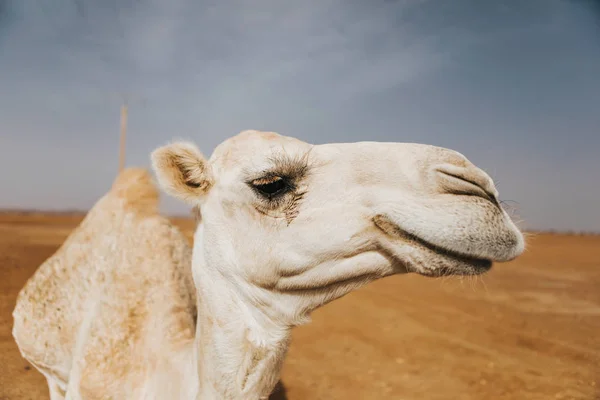 Bellissimo Dromedario Cammello Bianco Nel Deserto Vista Ravvicinata Della Testa — Foto Stock