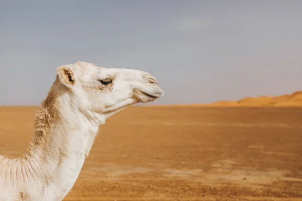 Belo Dromedário Camelo Branco Deserto Vista Perfil Perto Cabeça Fotos De Bancos De Imagens Sem Royalties