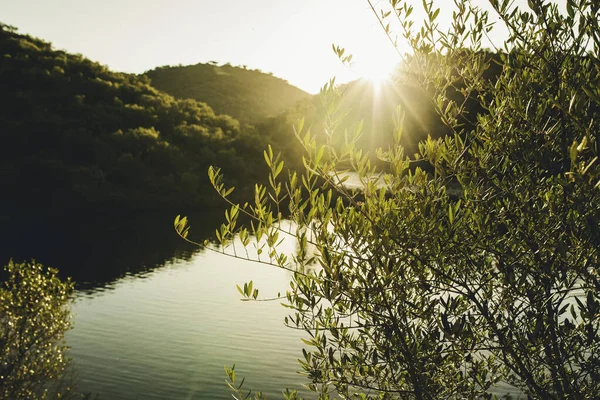 Olive Tree Branches Sunrise Sun Background Mountain Range Cordoba Andalusia — Stock Photo, Image