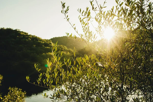 Olive Tree Branches Sunrise Sun Background Mountain Range Cordoba Andalusia — Stock Photo, Image