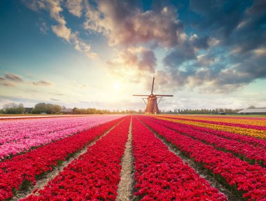 Hollanda yel değirmenleri için önde gelen Rotterdam kanala yolun. Holland. Hollanda.