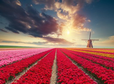 Hollanda yel değirmenleri için önde gelen Rotterdam kanala yolun. Holland. Hollanda.