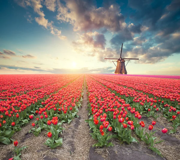 Carretera Que Conduce Los Molinos Viento Holandeses Desde Canal Rotterdam — Foto de Stock