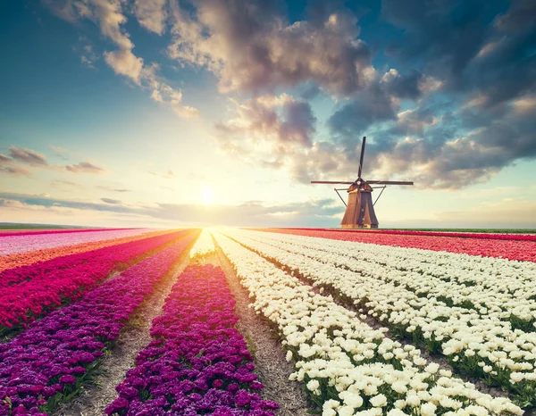 Дорога Яка Веде Голландської Вітряними Млинами Від Каналу Роттердамі Голландія — стокове фото