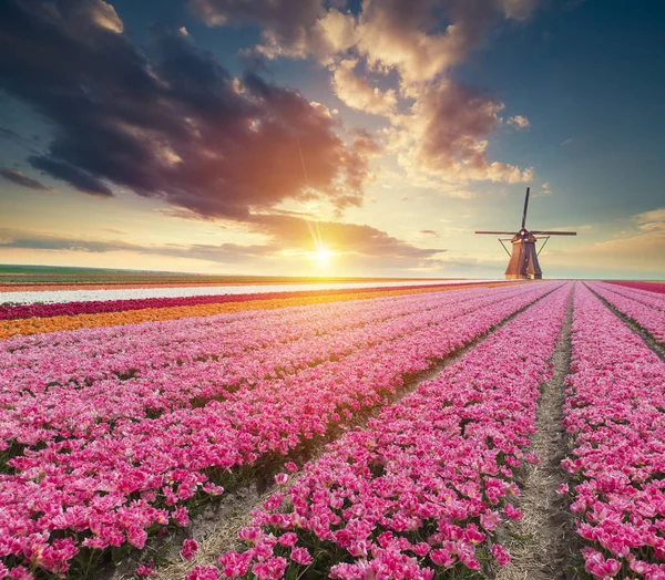 Hollanda Yel Değirmenleri Için Önde Gelen Rotterdam Kanala Yolun Holland — Stok fotoğraf