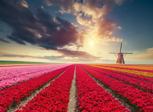 Дорога Ведущая Голландским Ветряным Мельницам Канала Роттердаме Голландия Нидерланды — стоковое фото