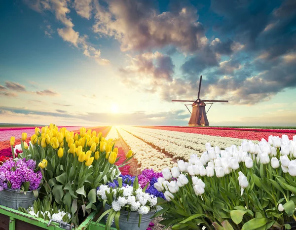 La carretera que conduce a los molinos de viento holandeses desde el canal en Rotterdam. Holanda. Países Bajos —  Fotos de Stock