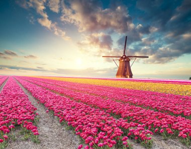 Hollanda 'nın geleneksel yel değirmeni ve laleleri ile Hollanda manzarası