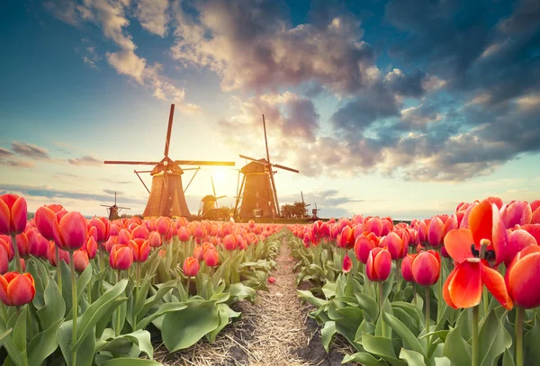 Tradiční nizozemská holandská krajina s jedním typickým větrným mlýnem a tulipány, nizozemská krajina — Stock fotografie