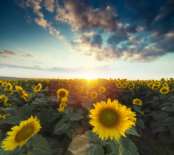 Pole kwitnących słoneczników na tle zachodu słońca — Zdjęcie stockowe