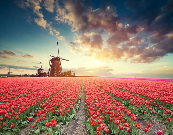 Hollanda yel değirmenleri için önde gelen Rotterdam kanala yolun. Holland. Hollanda