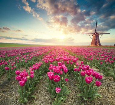 Hollanda 'nın geleneksel yel değirmeni ve laleleri ile Hollanda manzarası.