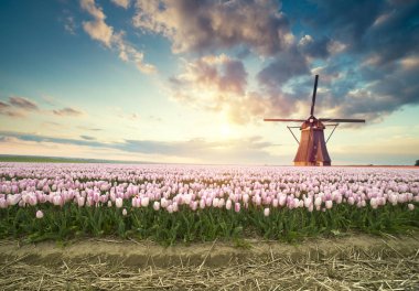 Hollanda 'nın geleneksel yel değirmeni ve laleleri ile Hollanda manzarası.