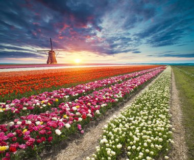 Hollanda 'nın geleneksel yel değirmeni ve laleleri ile Hollanda manzarası.