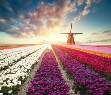 Hollanda 'nın geleneksel yel değirmeni ve laleleri ile Hollanda manzarası.