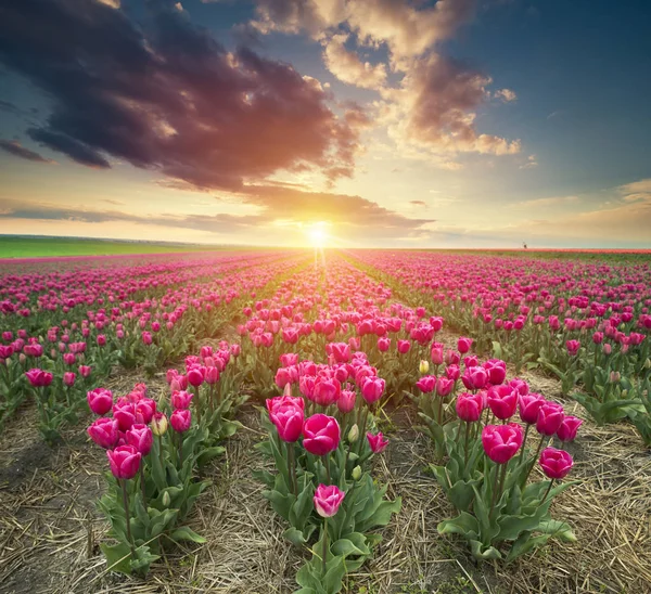 Tradiční Nizozemská Holandská Krajina Jedním Typickým Větrným Mlýnem Tulipány Nizozemská — Stock fotografie