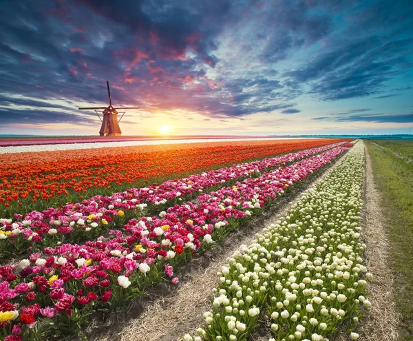 Traditional Netherlands Holland Dutch Scenery One Typical Windmill Tulips Netherlands — Stock Photo, Image